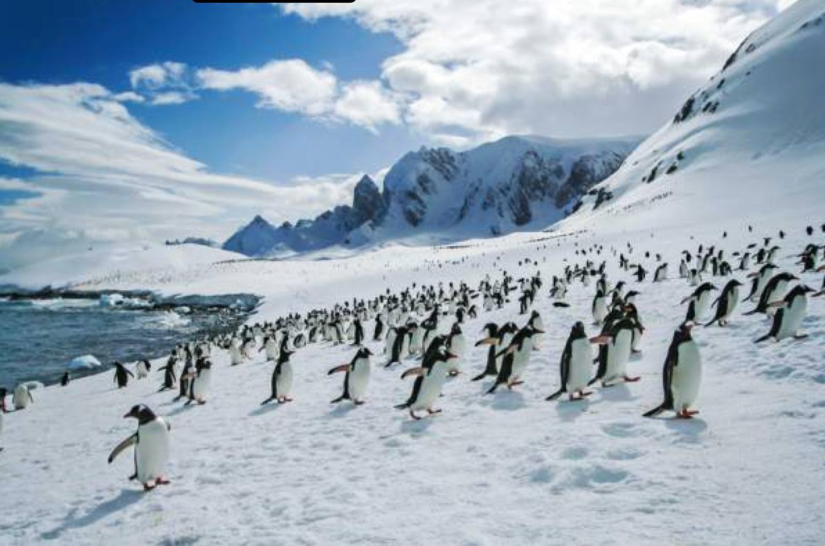 Antarctica home to more penguins than anywhere else on earth.