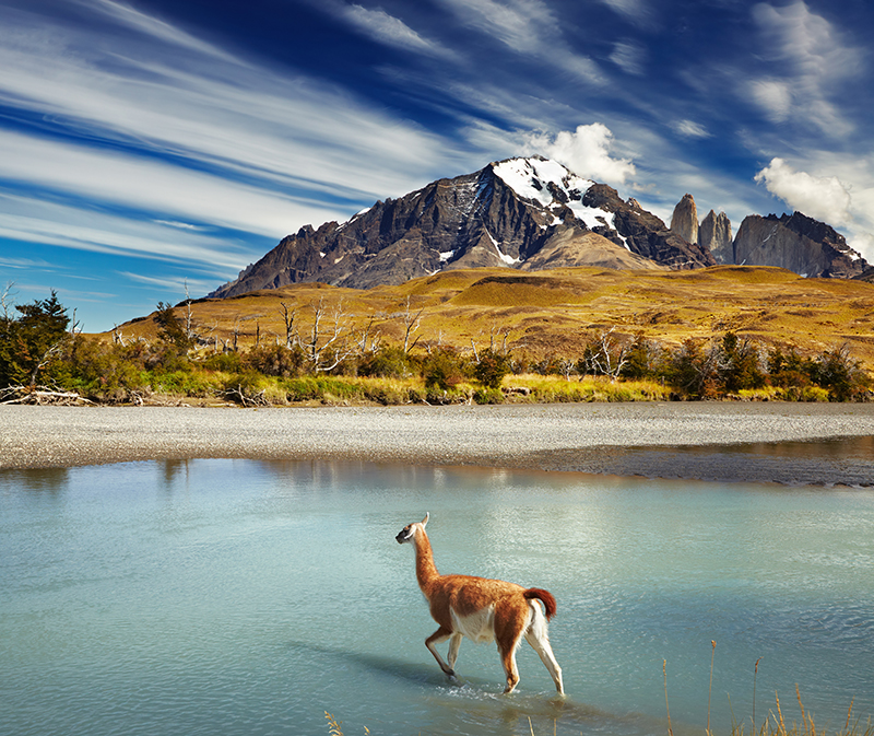 Llama wades thorugh water in Patagonia, Chile