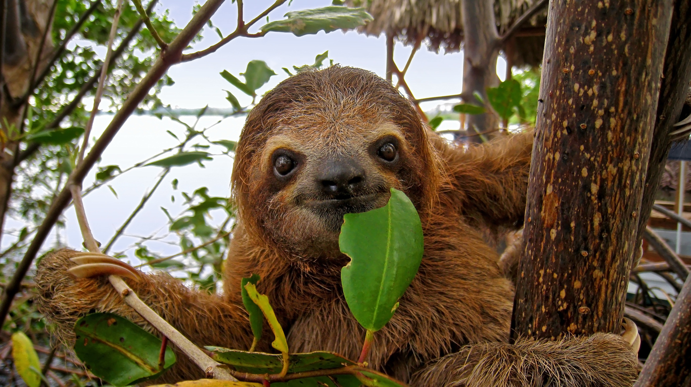 sloth with leaf in mouth in costa rica