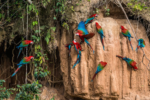 Amazon Tours Macaws