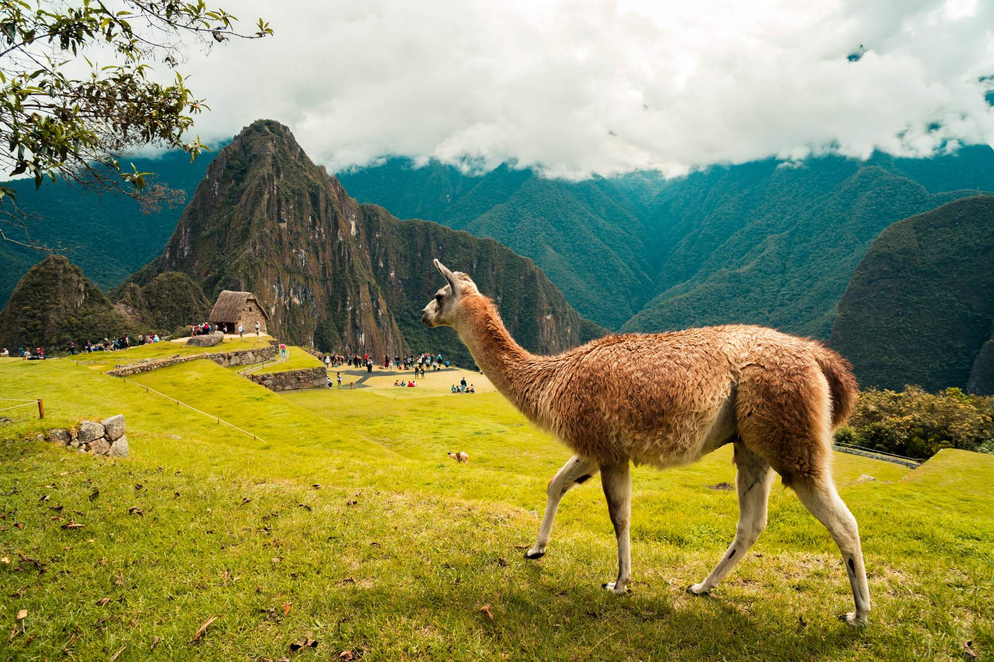 Llama walks in Machu Picchu with Huayna Picchu in the background