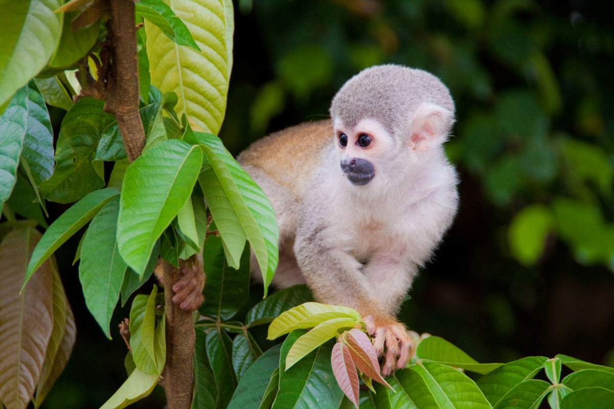 Monkey in the Ecuadorian amazon 