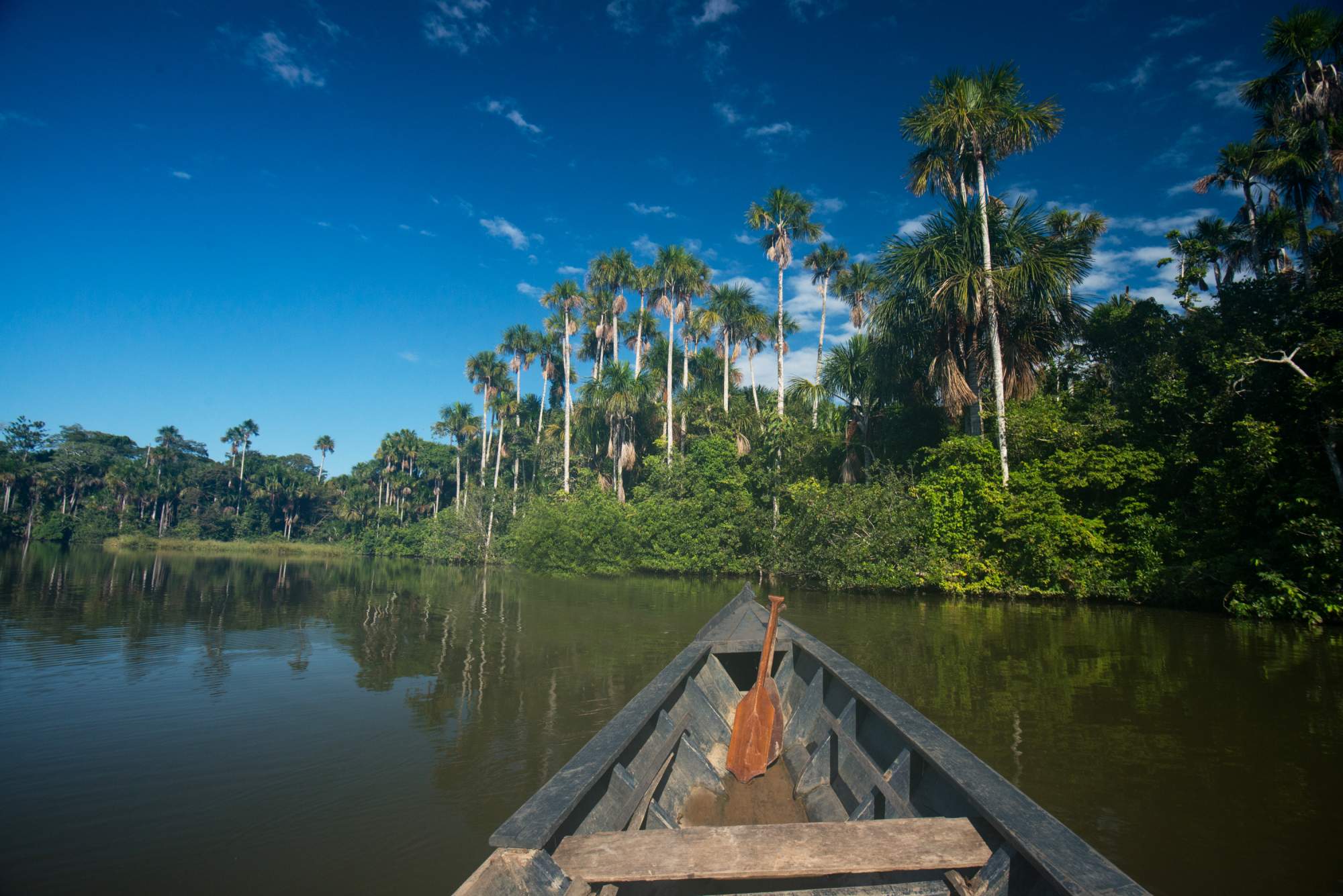 Amazon Rainforest view from canoe in water