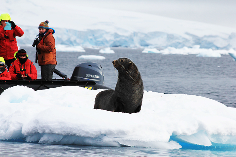 Photographing a fur seal from a zodiac