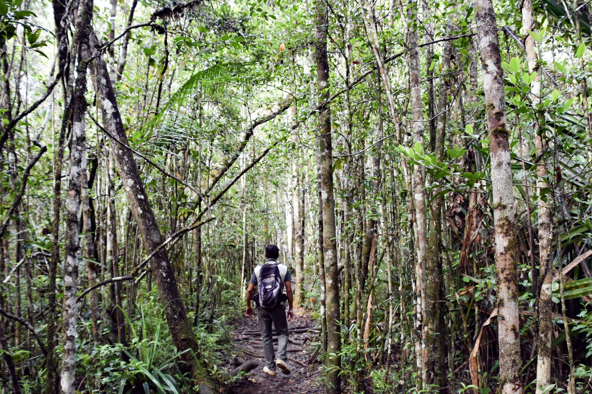 ManWalking in the Forest in Madagascar 