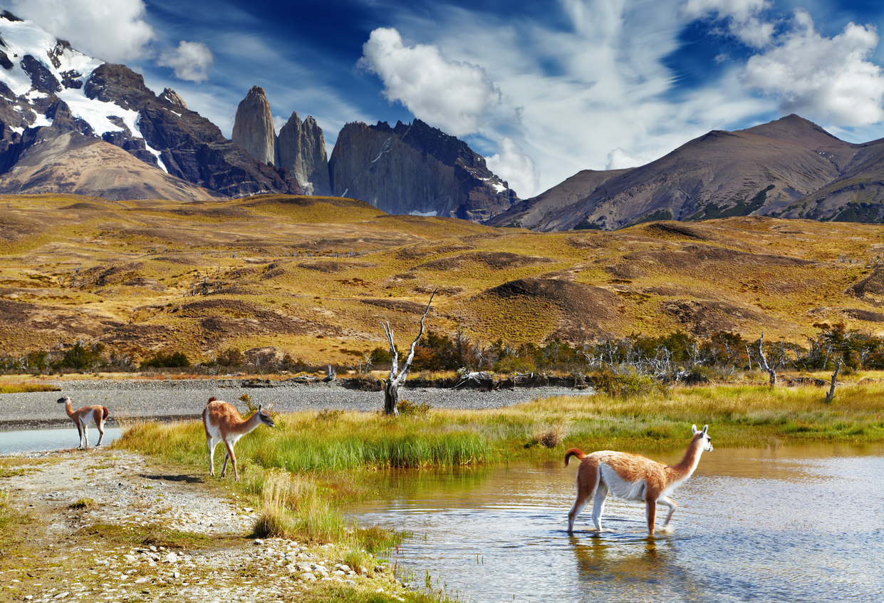 Guanaco in Patagonia