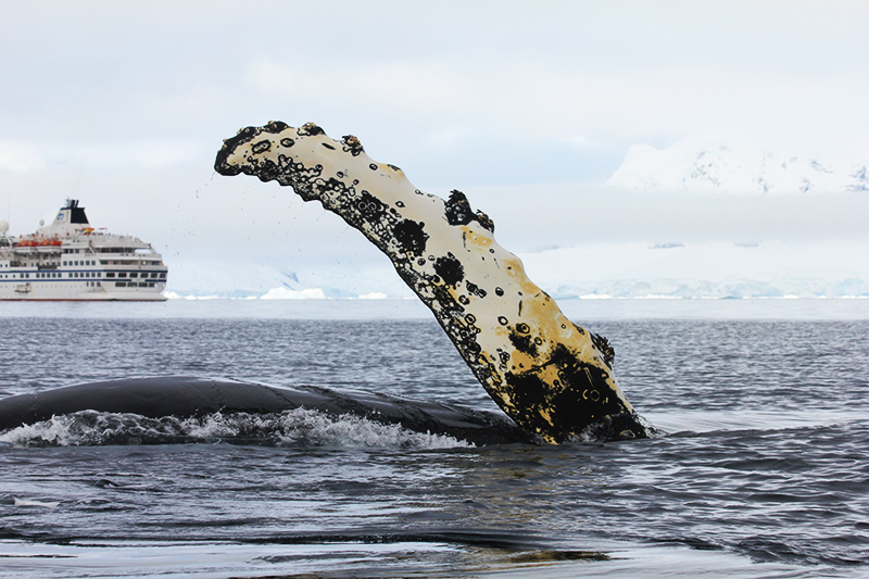 humpack whale fin waves at cruise ship