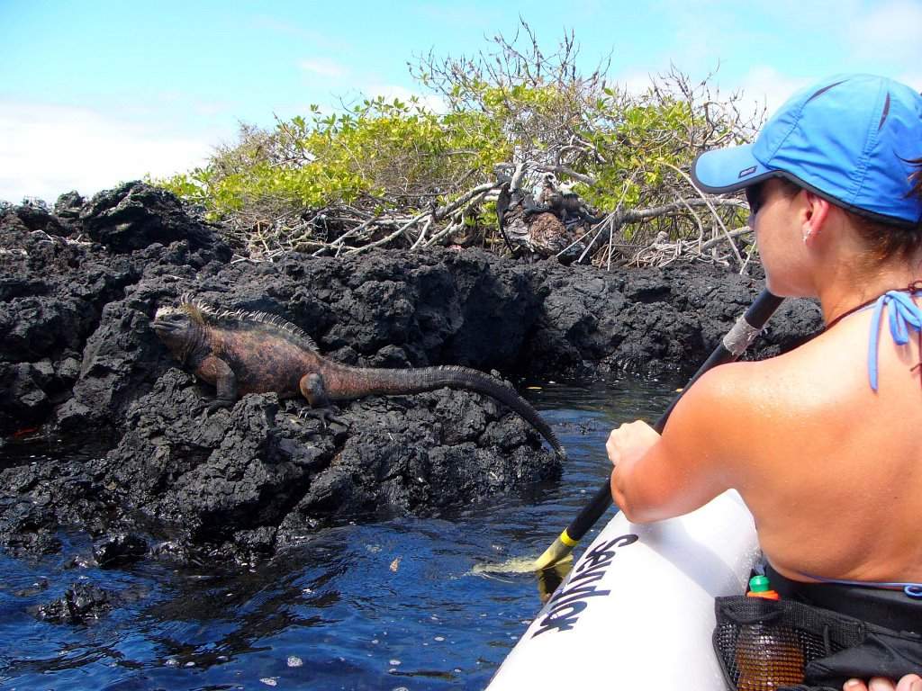 Kayaking in the Galapagos passing an iguana 
