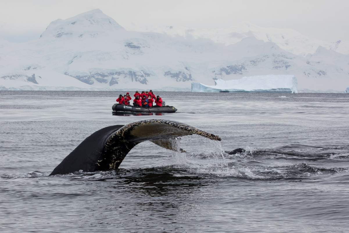 Whale tail breaching in front of explorers on a zodiac in Antarctica. 