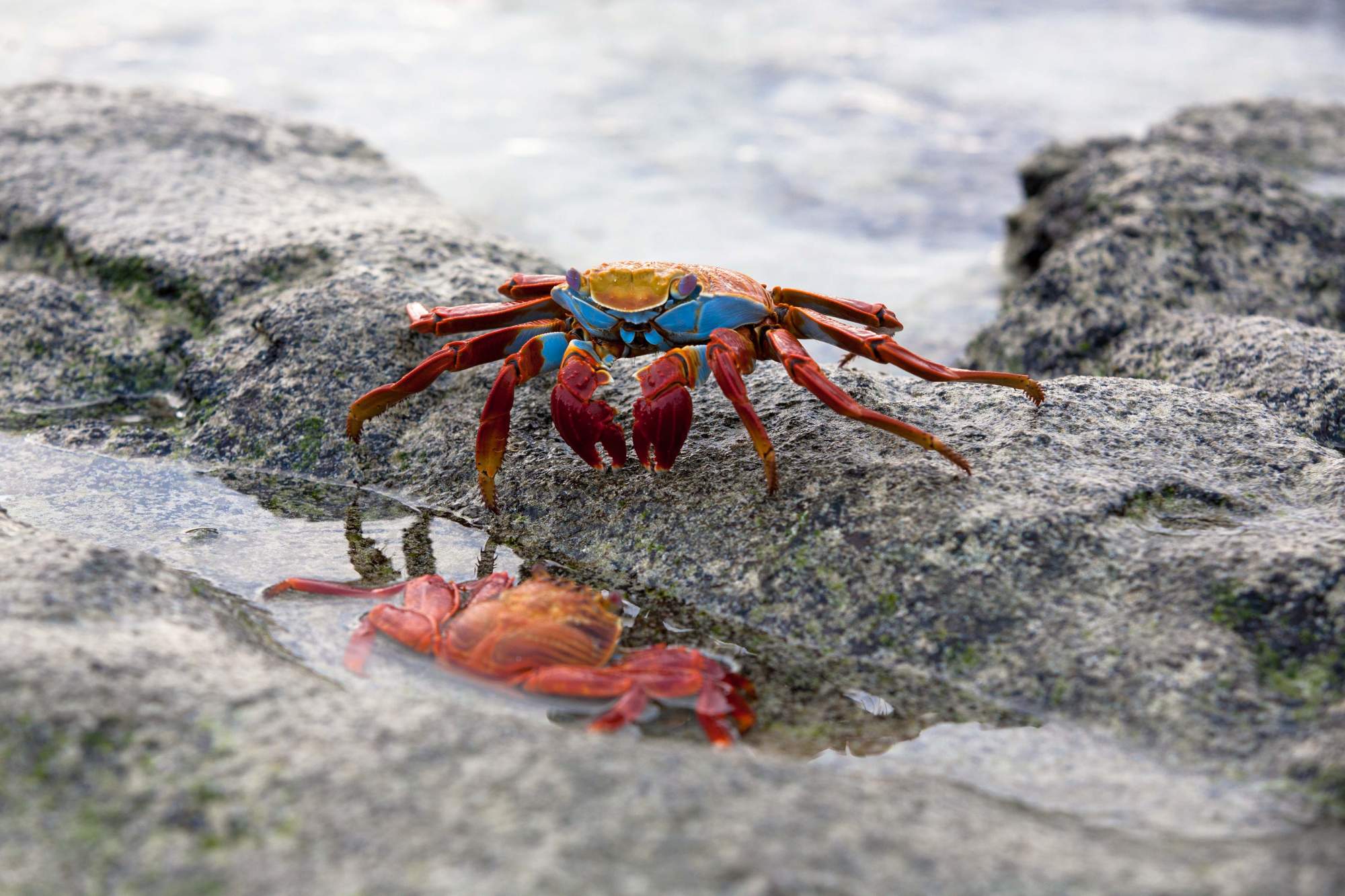 Sally lightfoot crab in Galapagos 