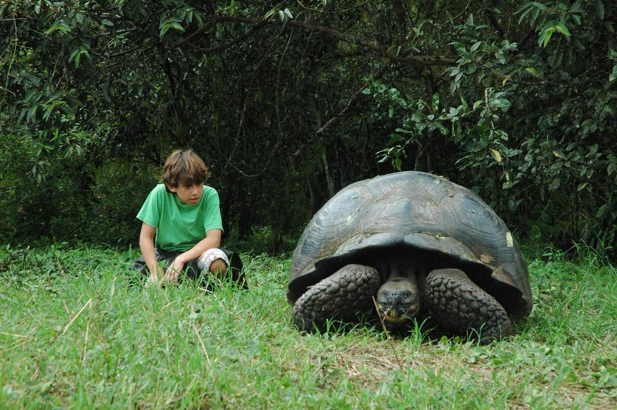 Galapagos Tortoise with child watching