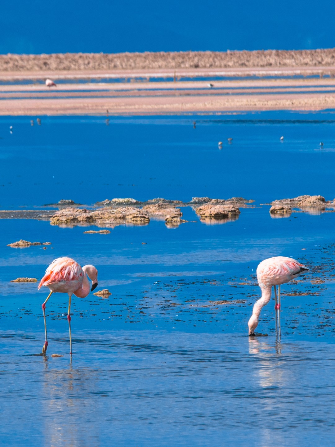 Flamingos in the Atacama Desert