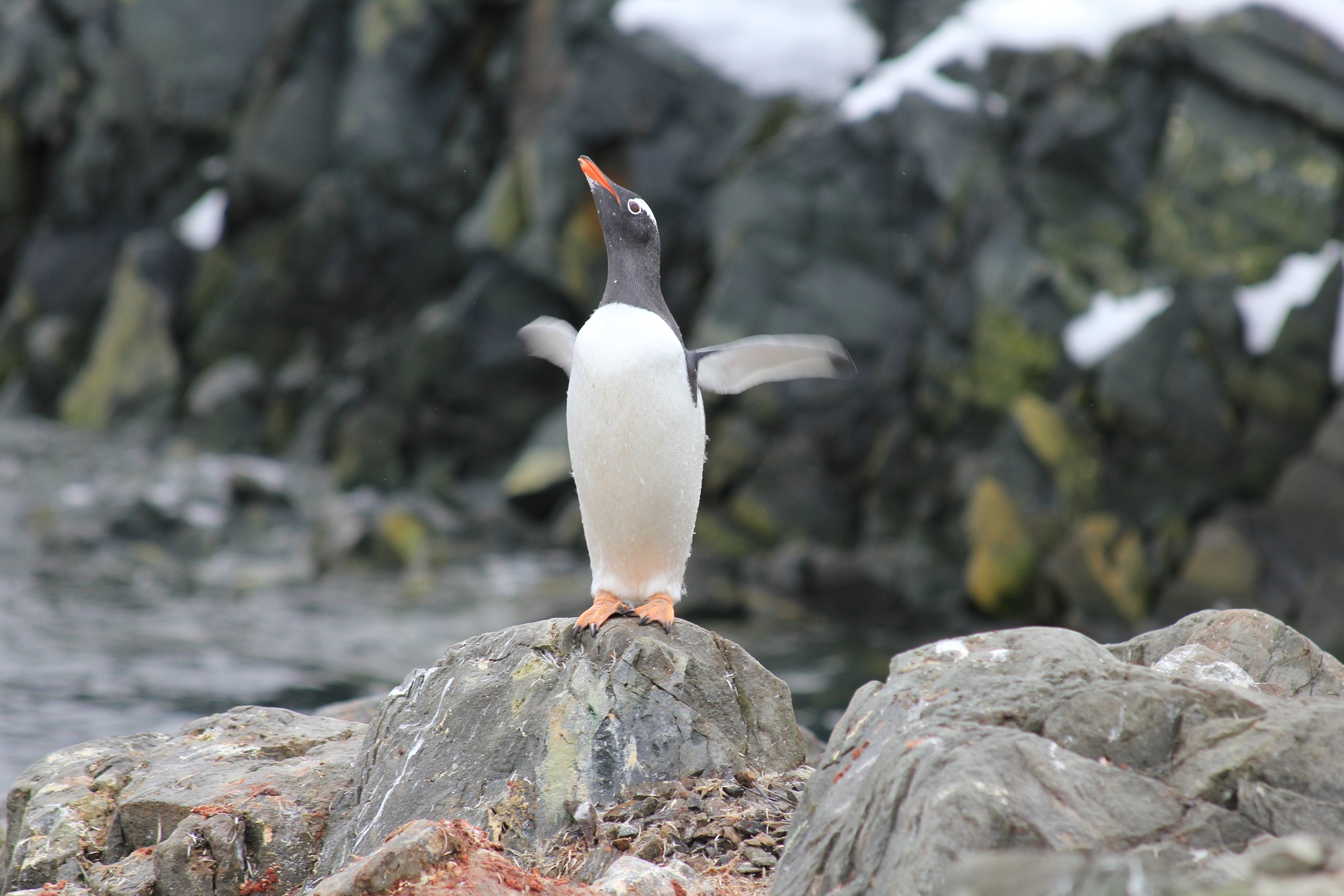 Penguin on Antarctica Tour
