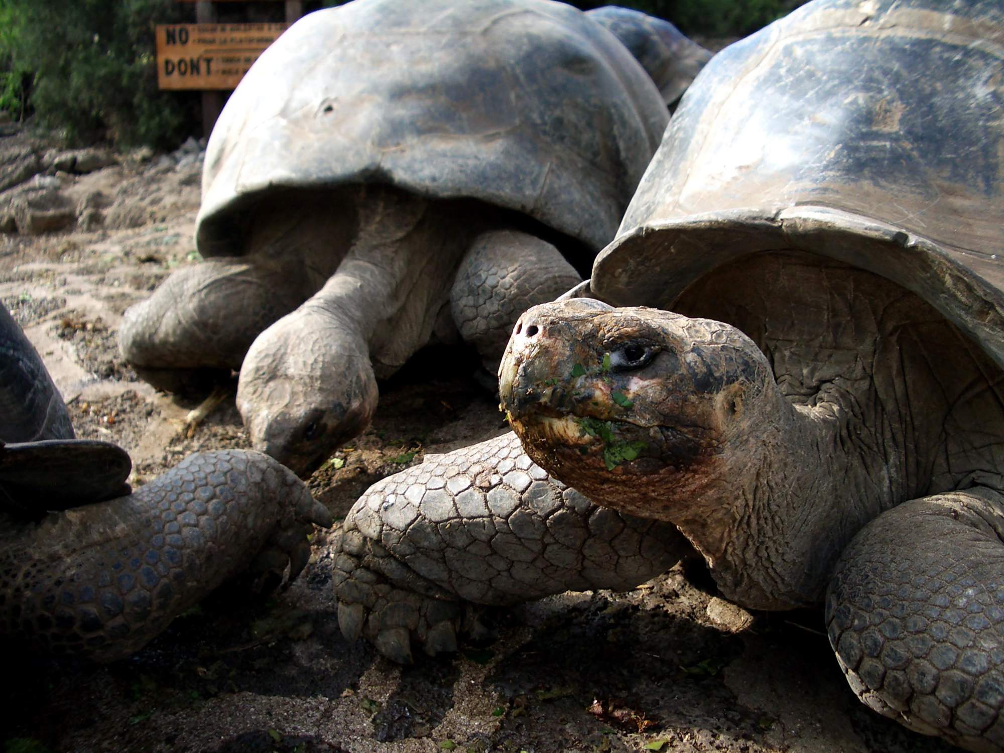 Giant Tortoises on Santa Cruz Island, Galapagos 